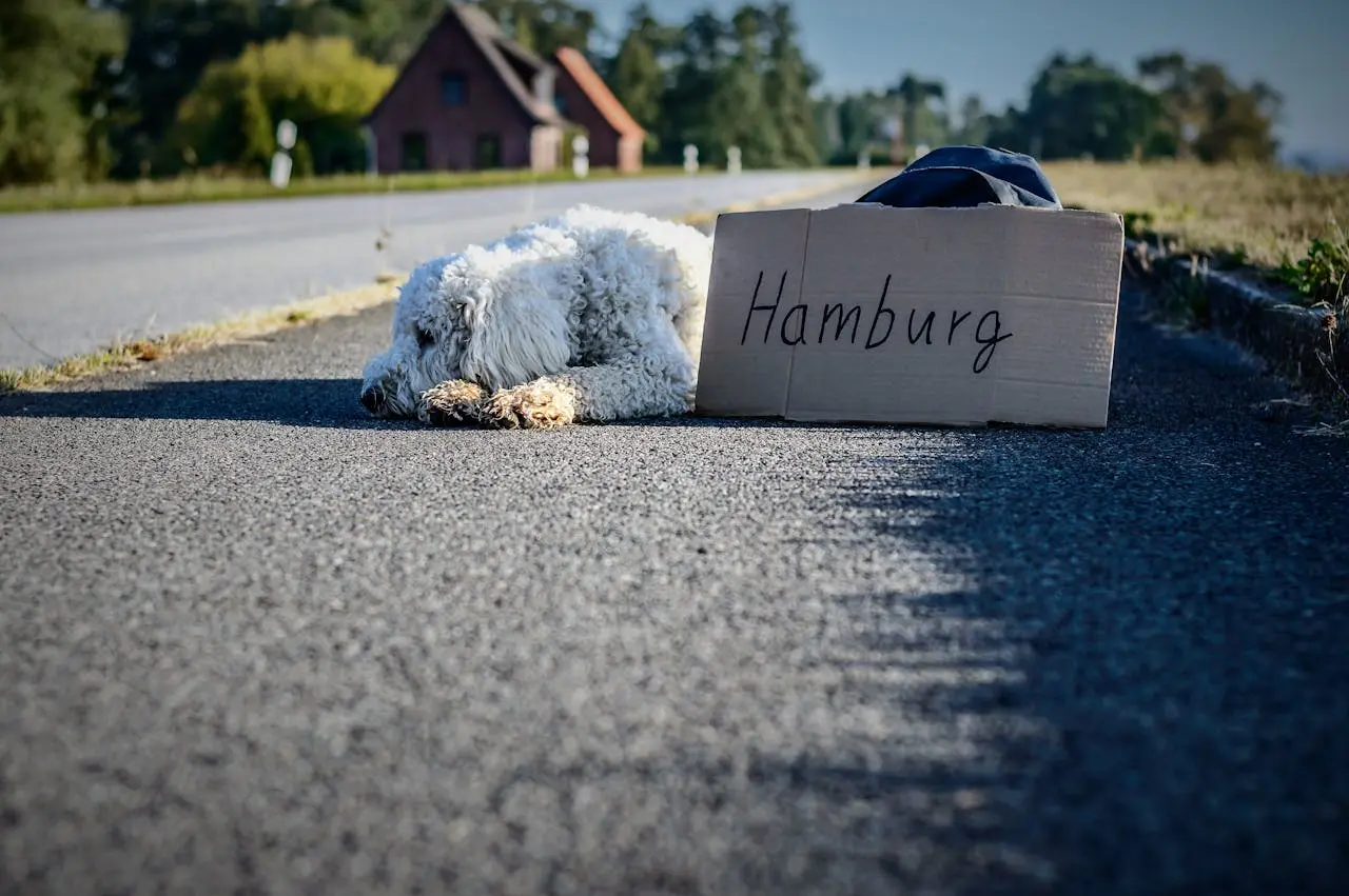 Wohnung finden in Hamburg – Tipps, Tricks und Strategien.